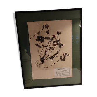 Ancient herbarium