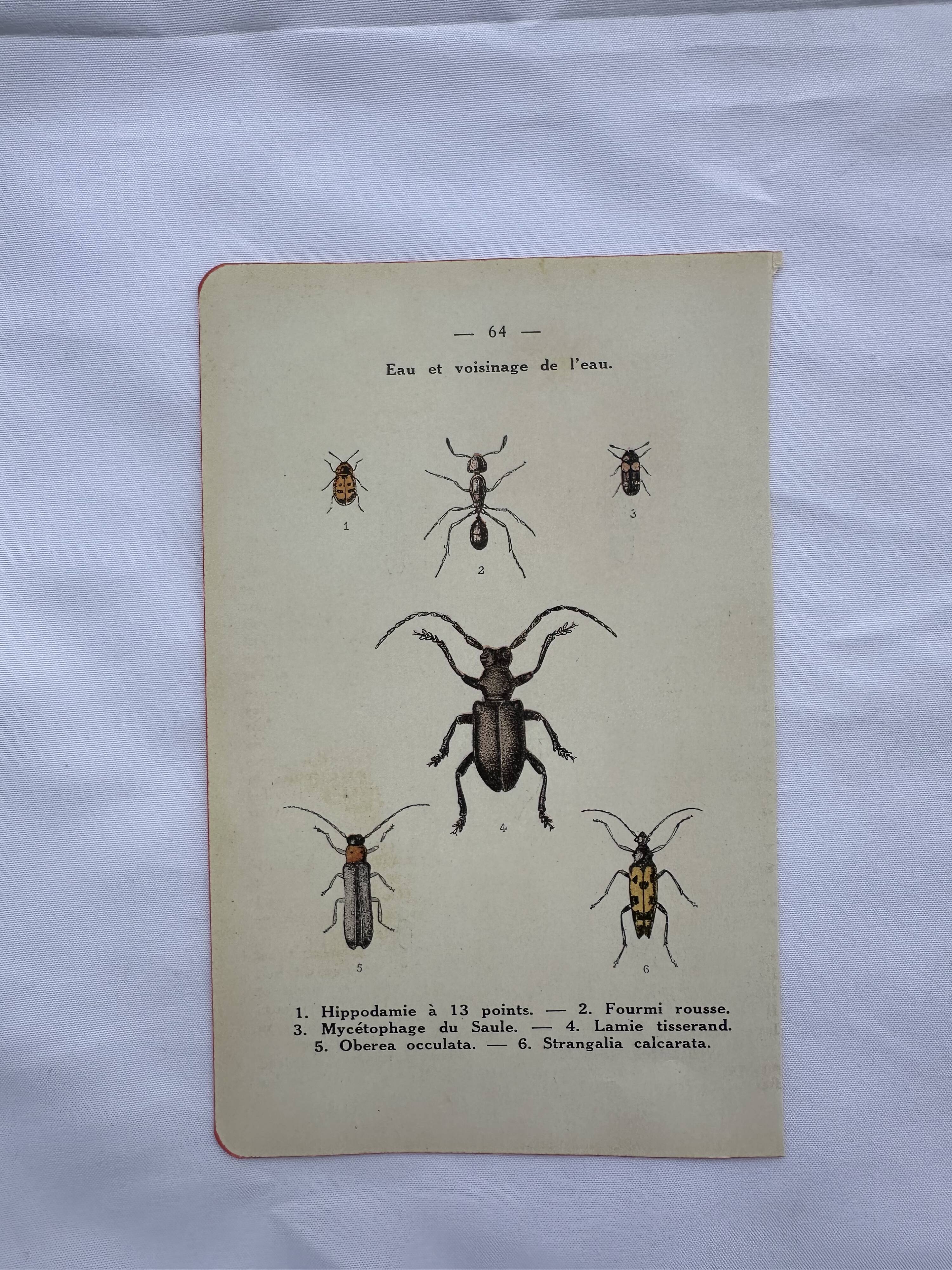 Vintage butterfly insect engraving