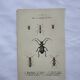 Vintage butterfly insect engraving