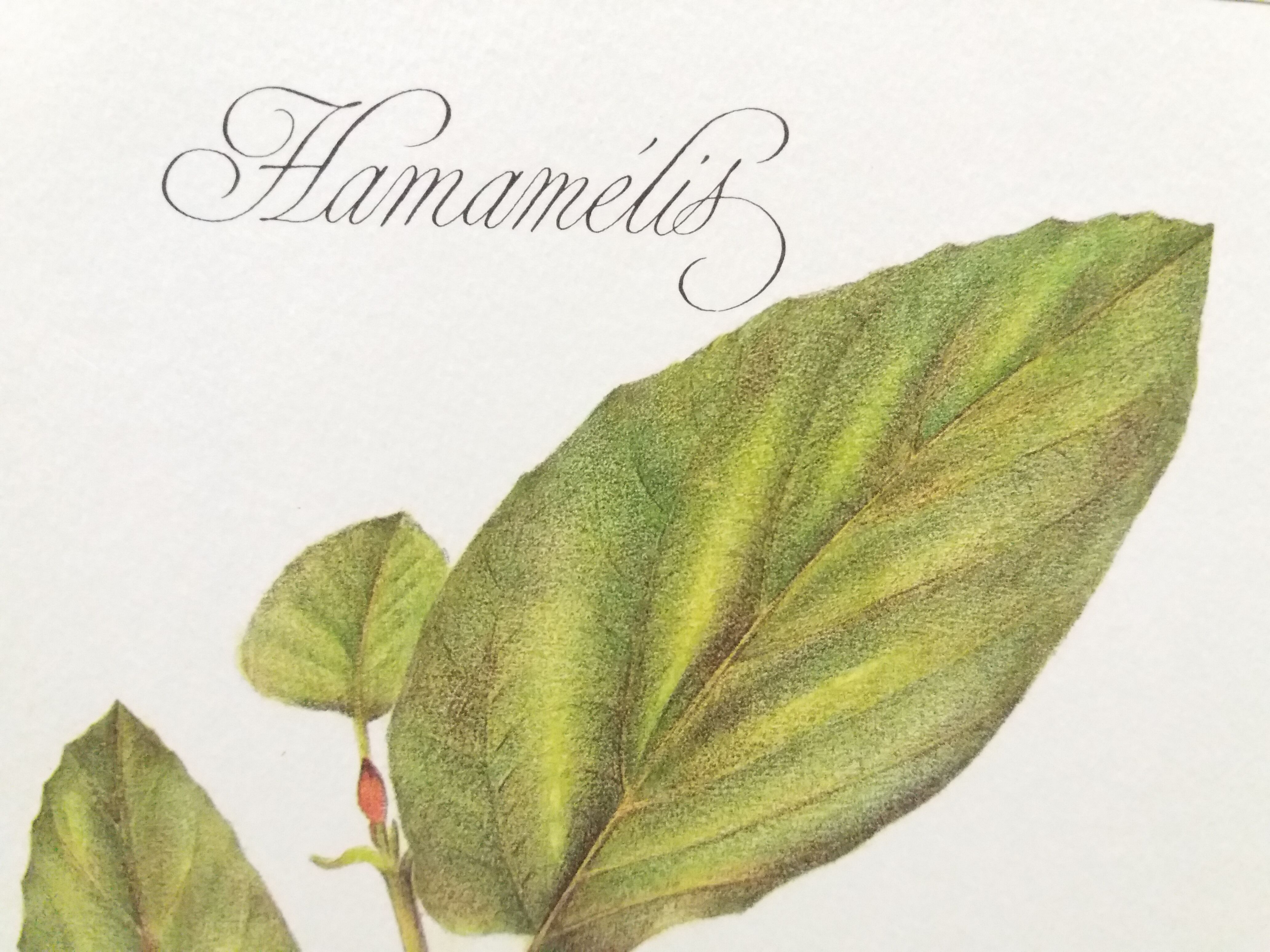 Hamamélis botanical plank