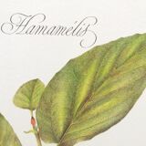 Hamamélis botanical plank