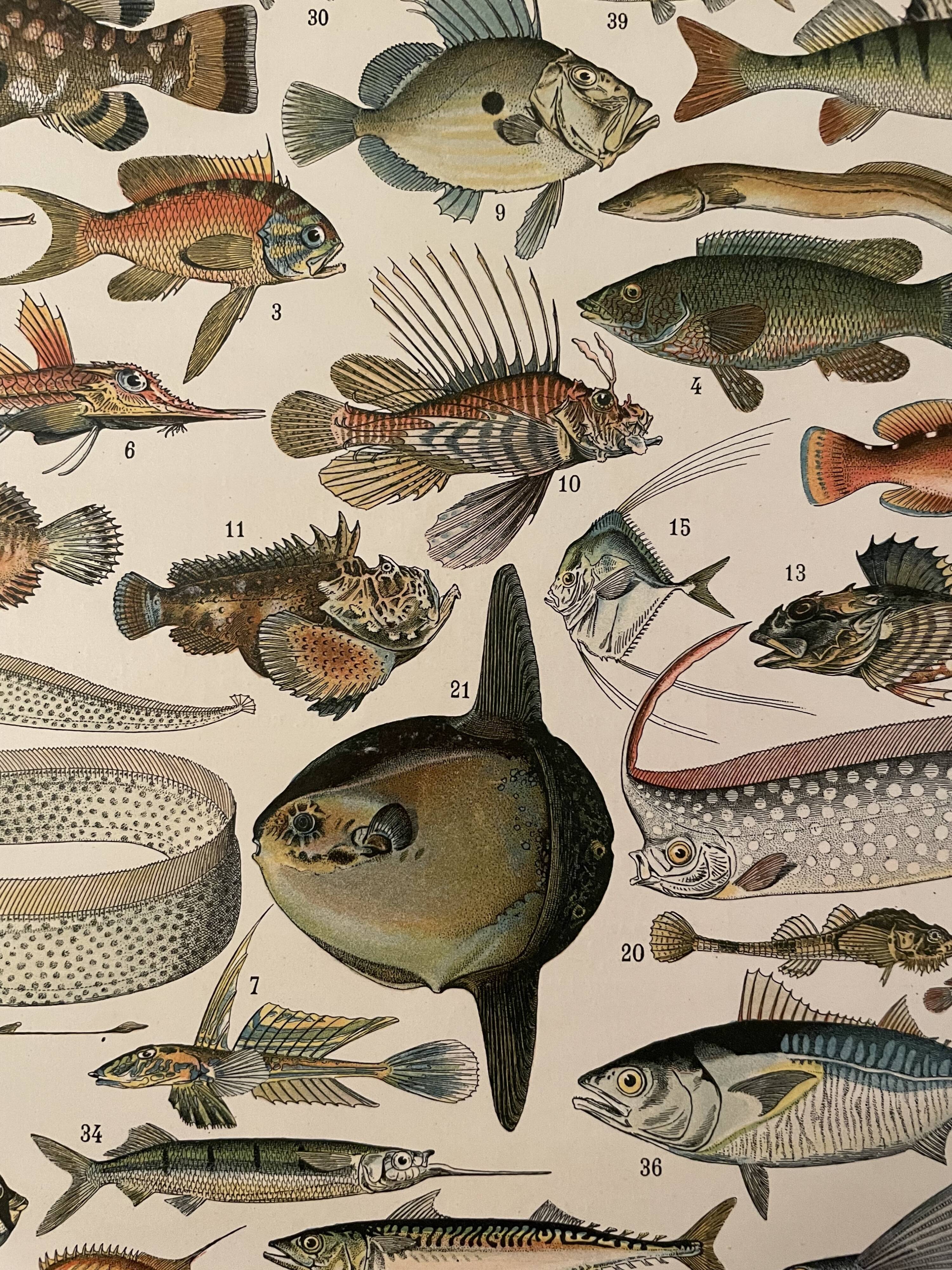 Lithograph engraving fish from 1897