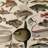 Lithograph engraving fish from 1897