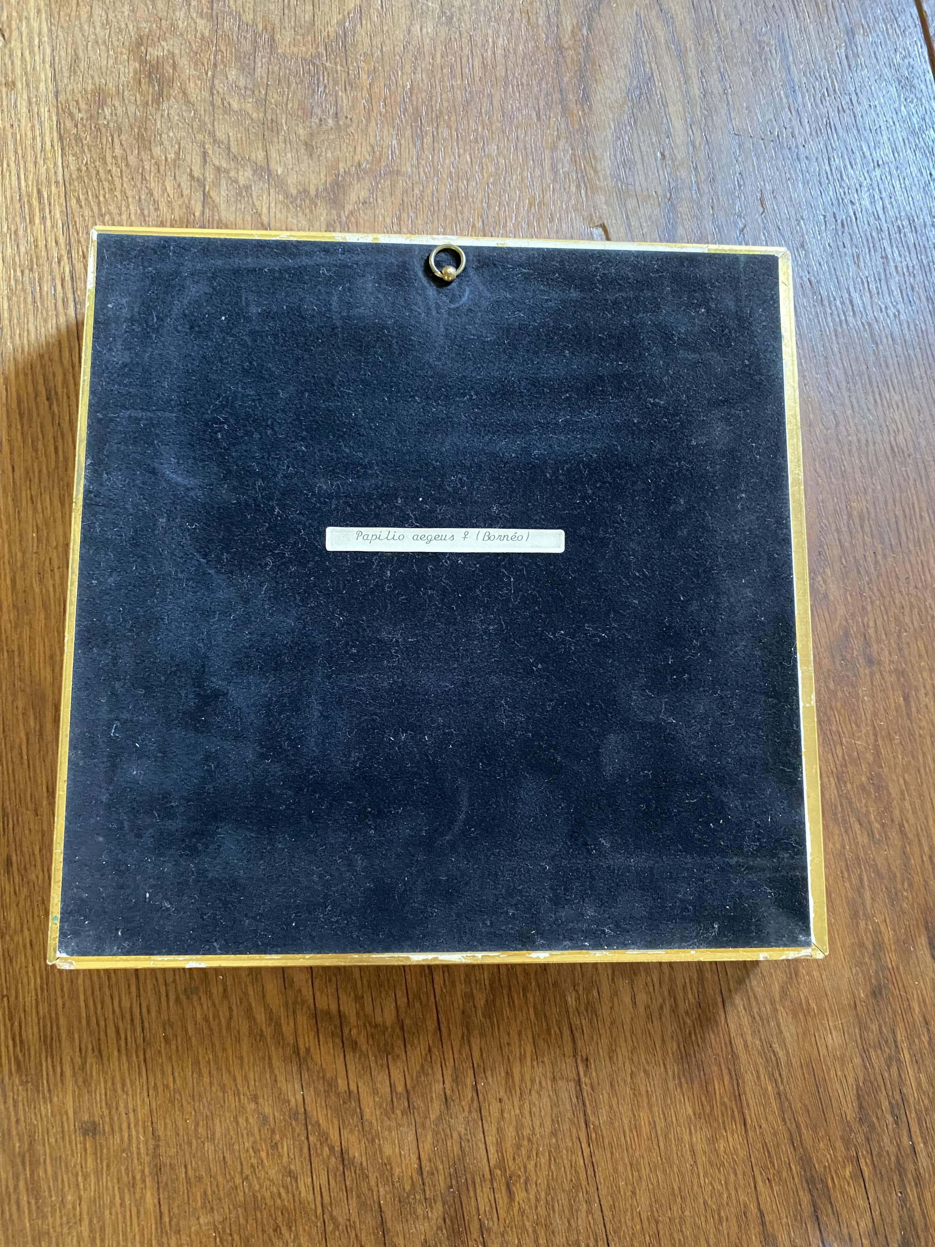 Naturalized butterfly frame, Papilionaceous argeus Borneo.