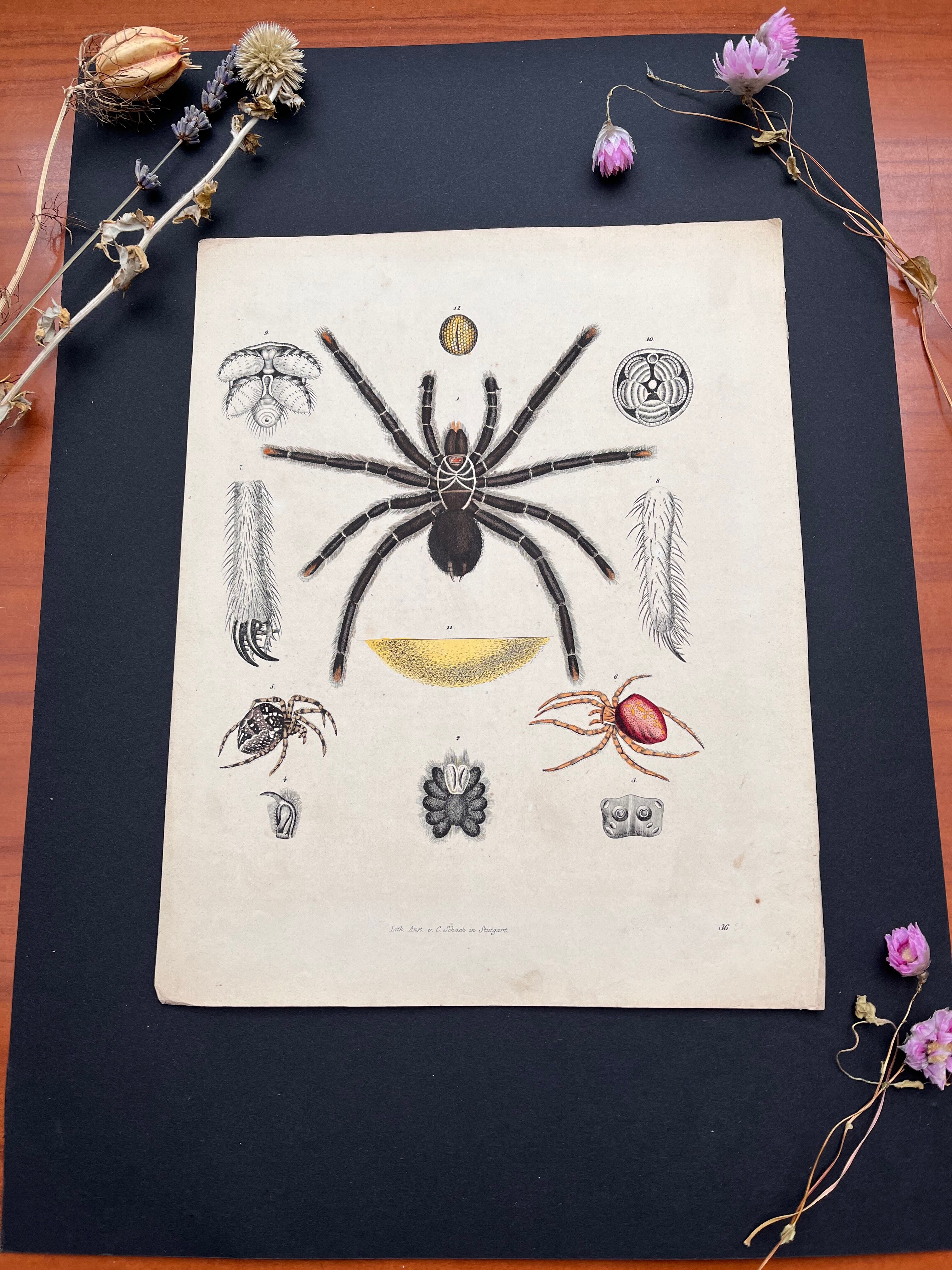 Poster (lithograph) spiders