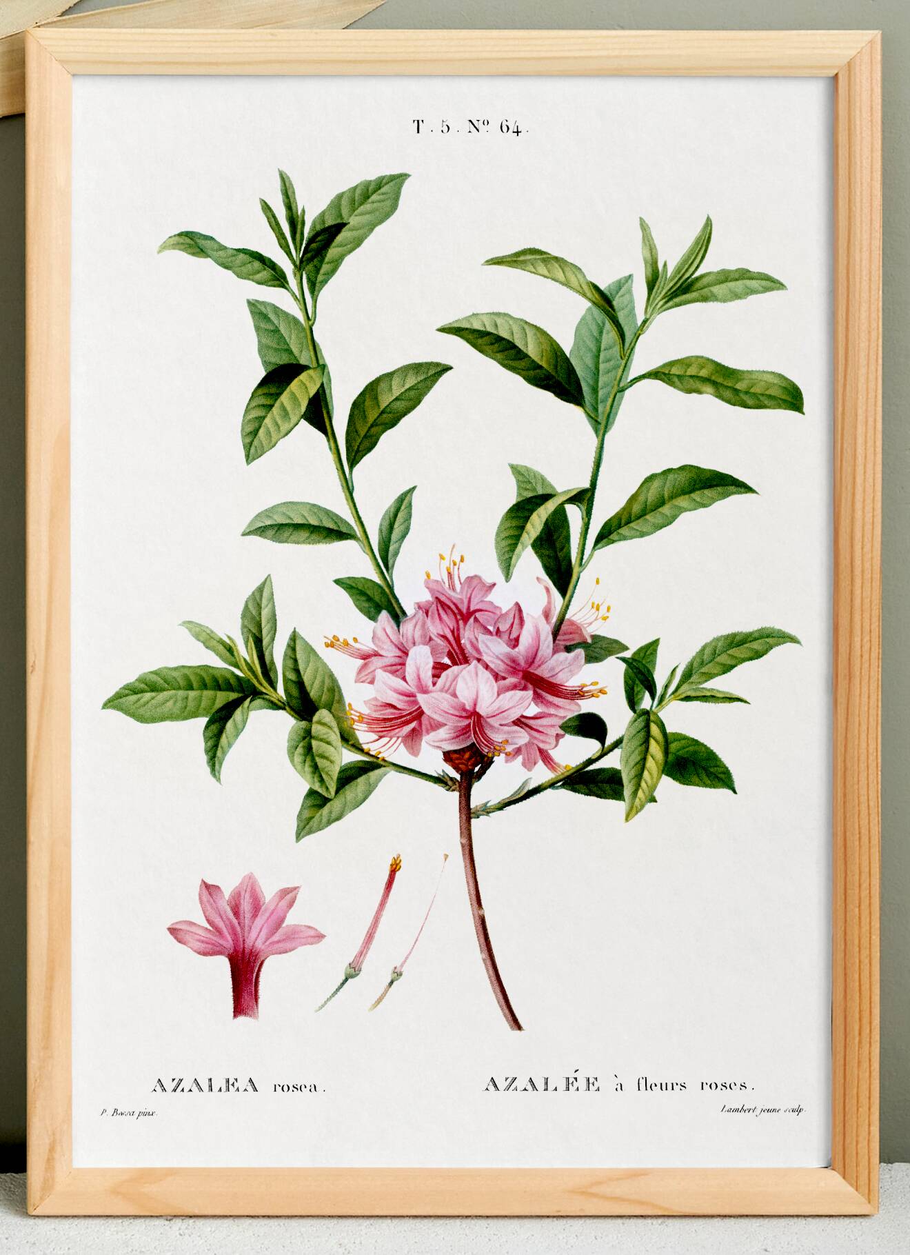 Poster of the pink-flowered Azalea, based on an old engraving from 1802.