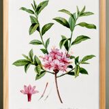 Poster of the pink-flowered Azalea, based on an old engraving from 1802.