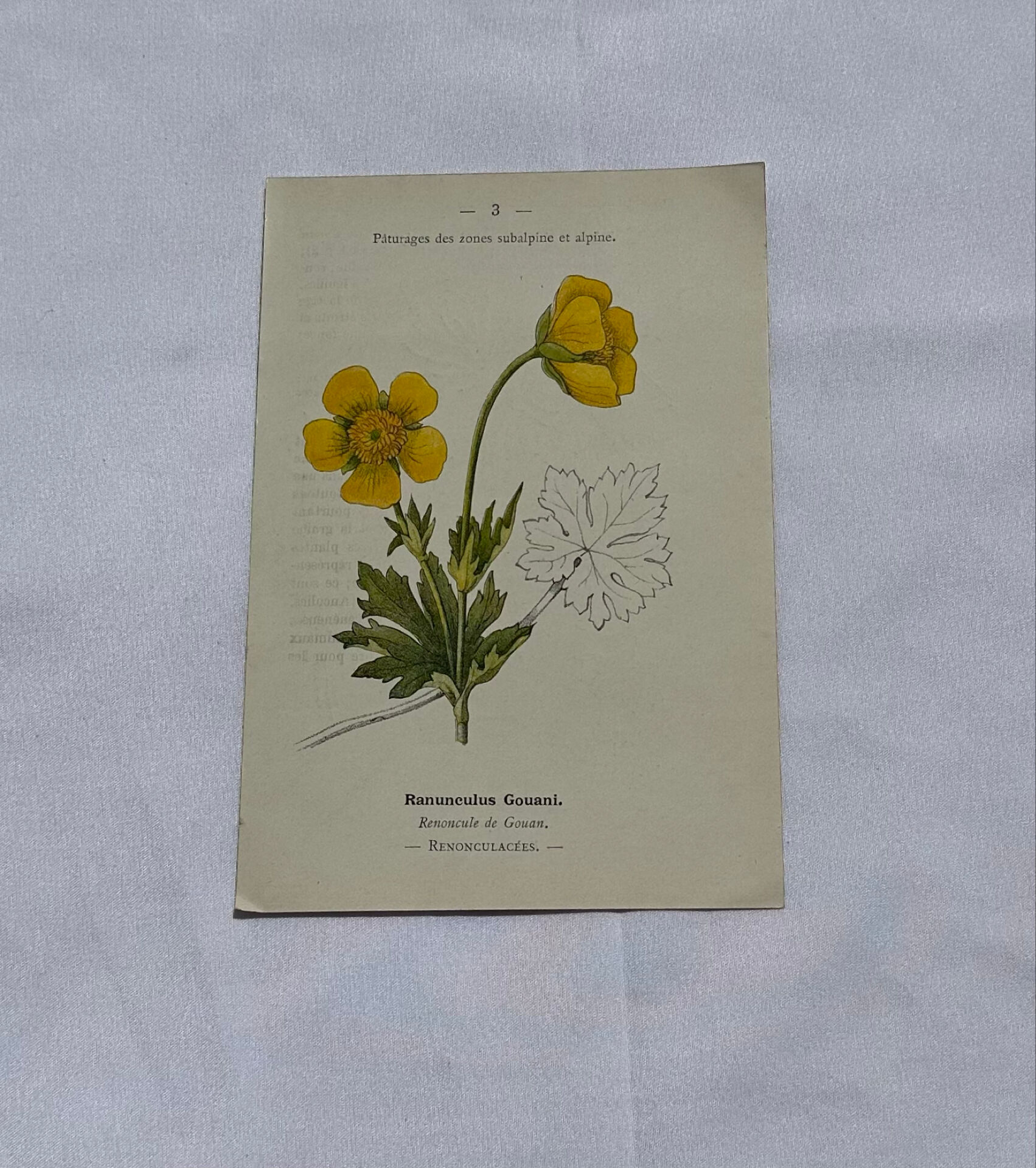 Botanical panache naturalist engraving scientific lithograph plant flower