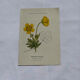 Botanical panache naturalist engraving scientific lithograph plant flower