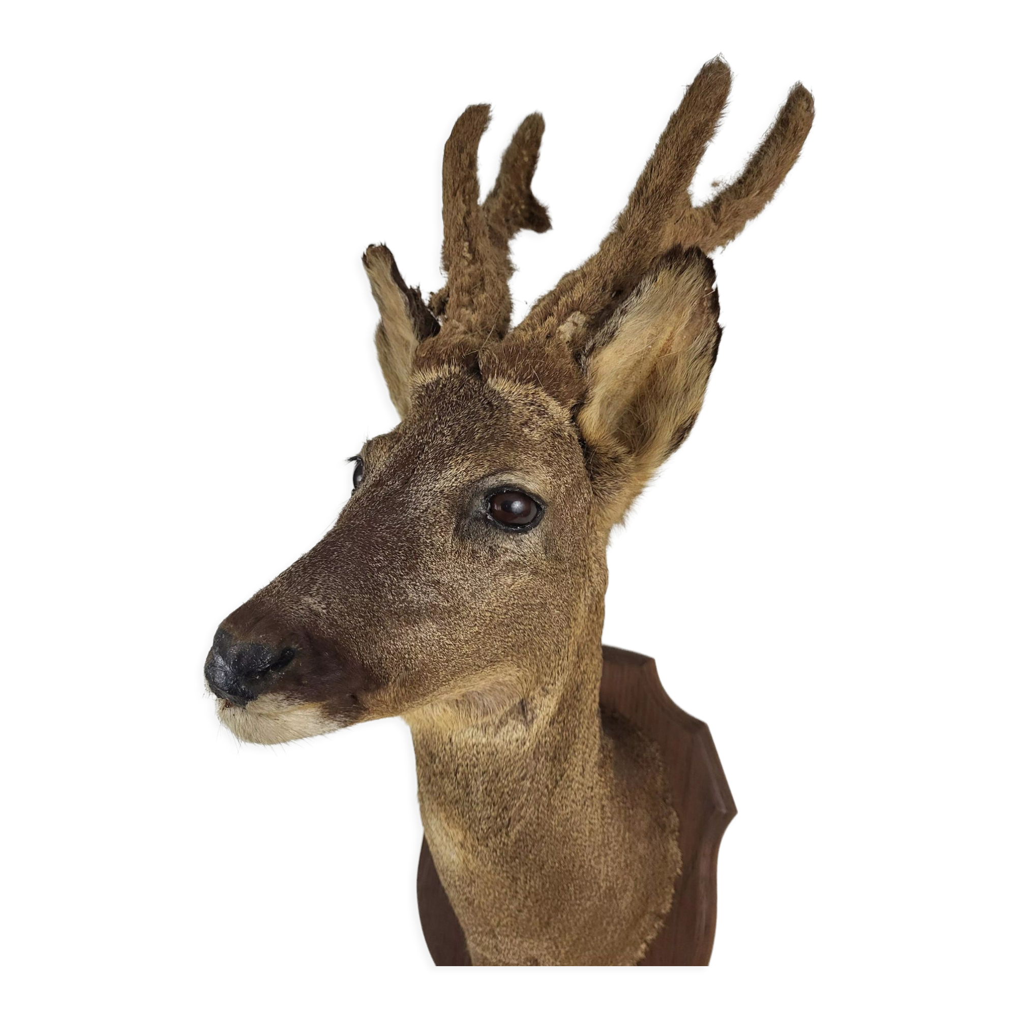 Stuffed and naturalized deer head Taxidermy