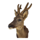 Stuffed and naturalized deer head Taxidermy