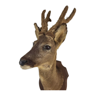 Stuffed and naturalized deer head Taxidermy