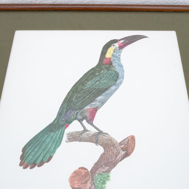 Engraving parrot the acari koulik female jacques barraband