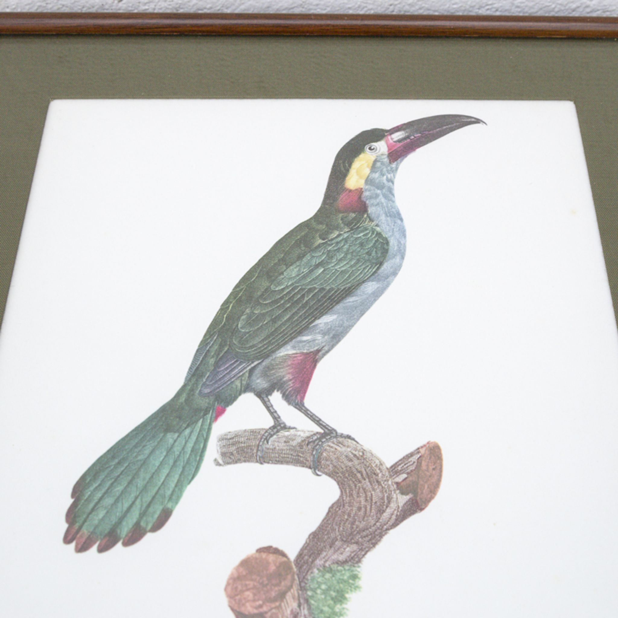 Engraving parrot the acari koulik female jacques barraband