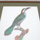 Engraving parrot the acari koulik female jacques barraband