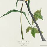 Poster of the Orange-throated Warbler, after an old engraving