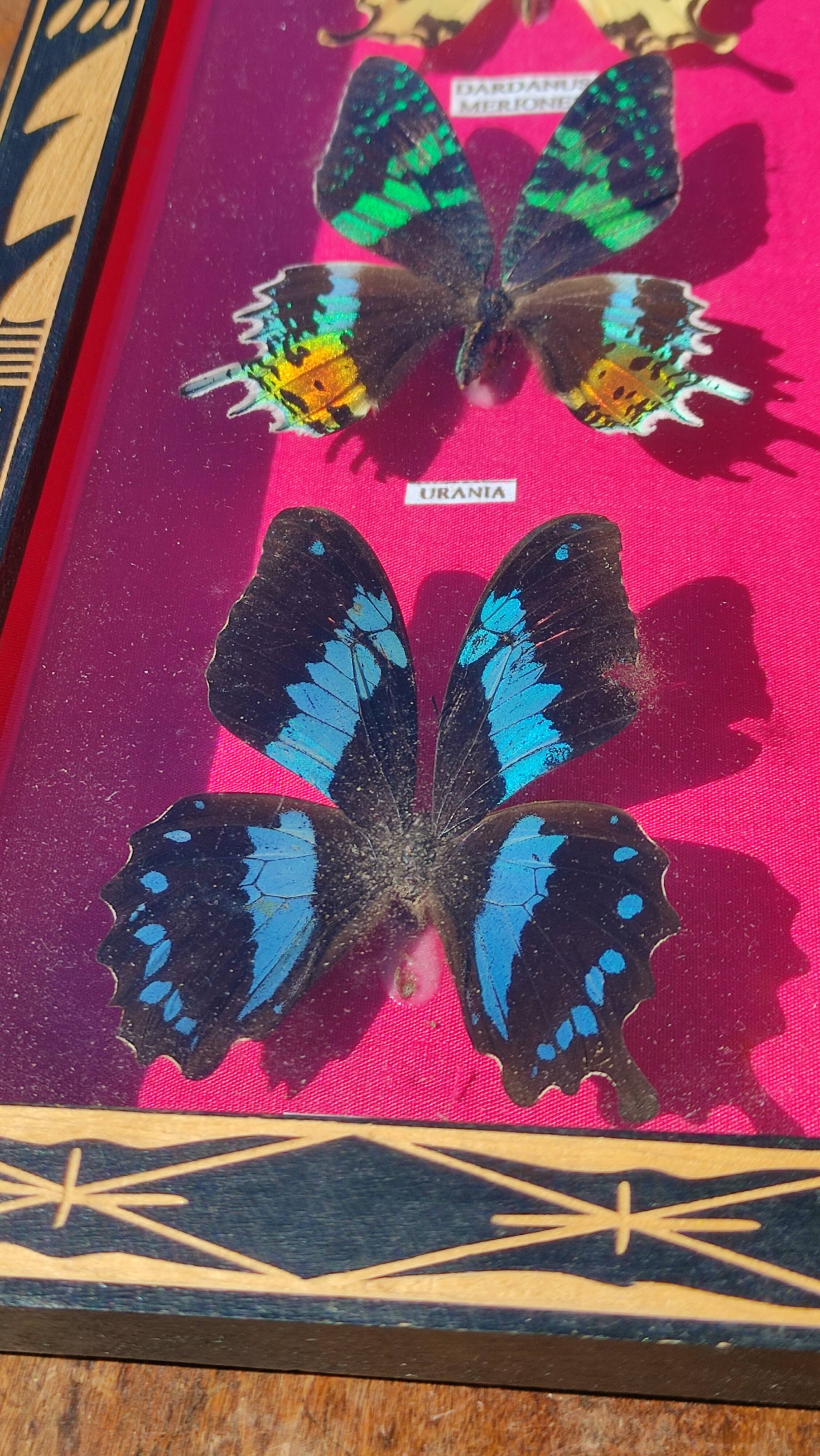 Vintage naturalized butterfly frame