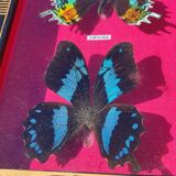 Vintage naturalized butterfly frame