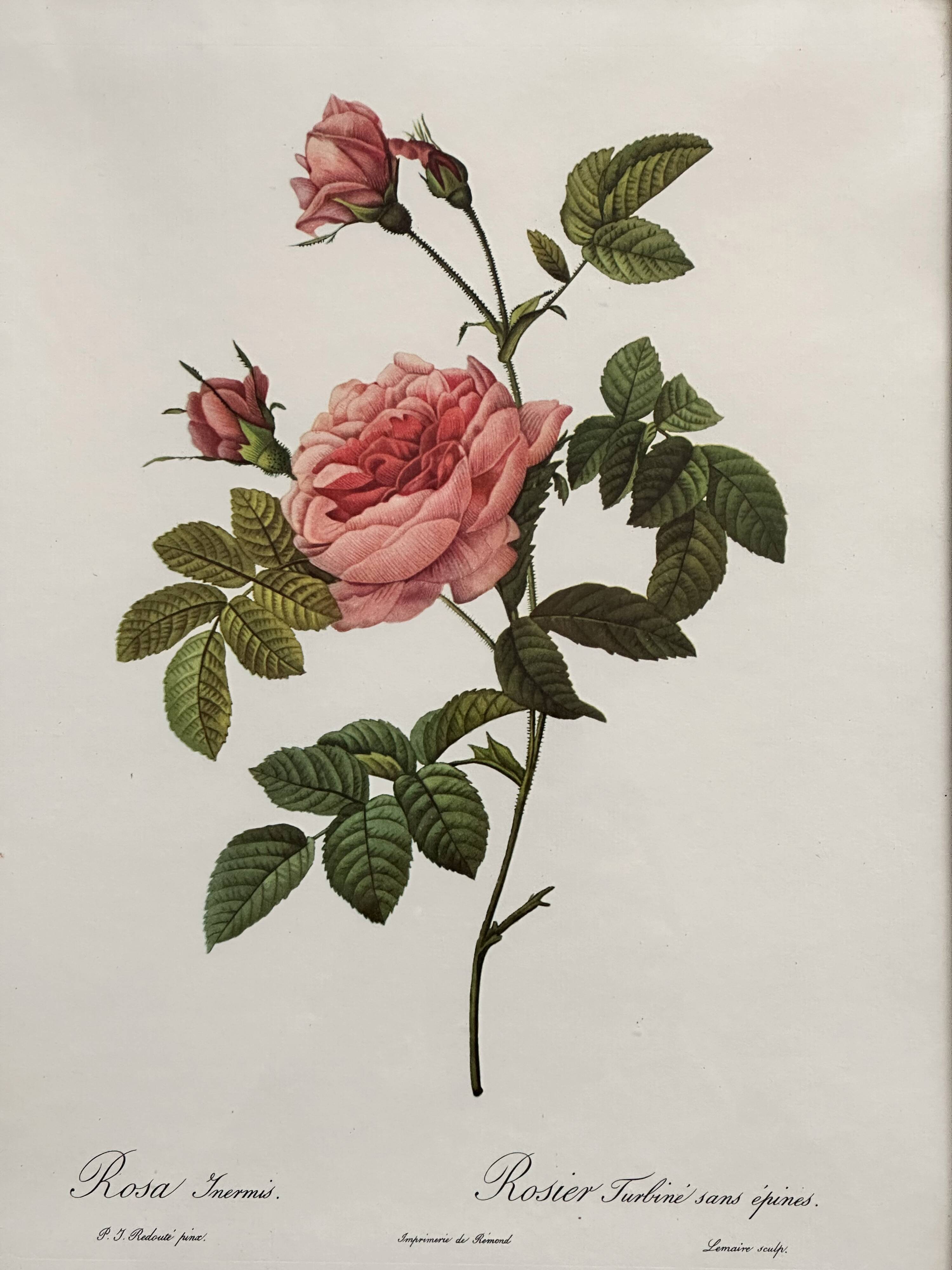 Vintage flower botanical frame