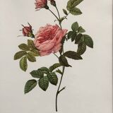 Vintage flower botanical frame