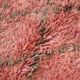Pink Vintage Moroccan Rug 204 x 340 cm - Berber Wool Rug - Handmade Rug Boh