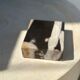 Symmetrical multicolored petrified wood soap dish