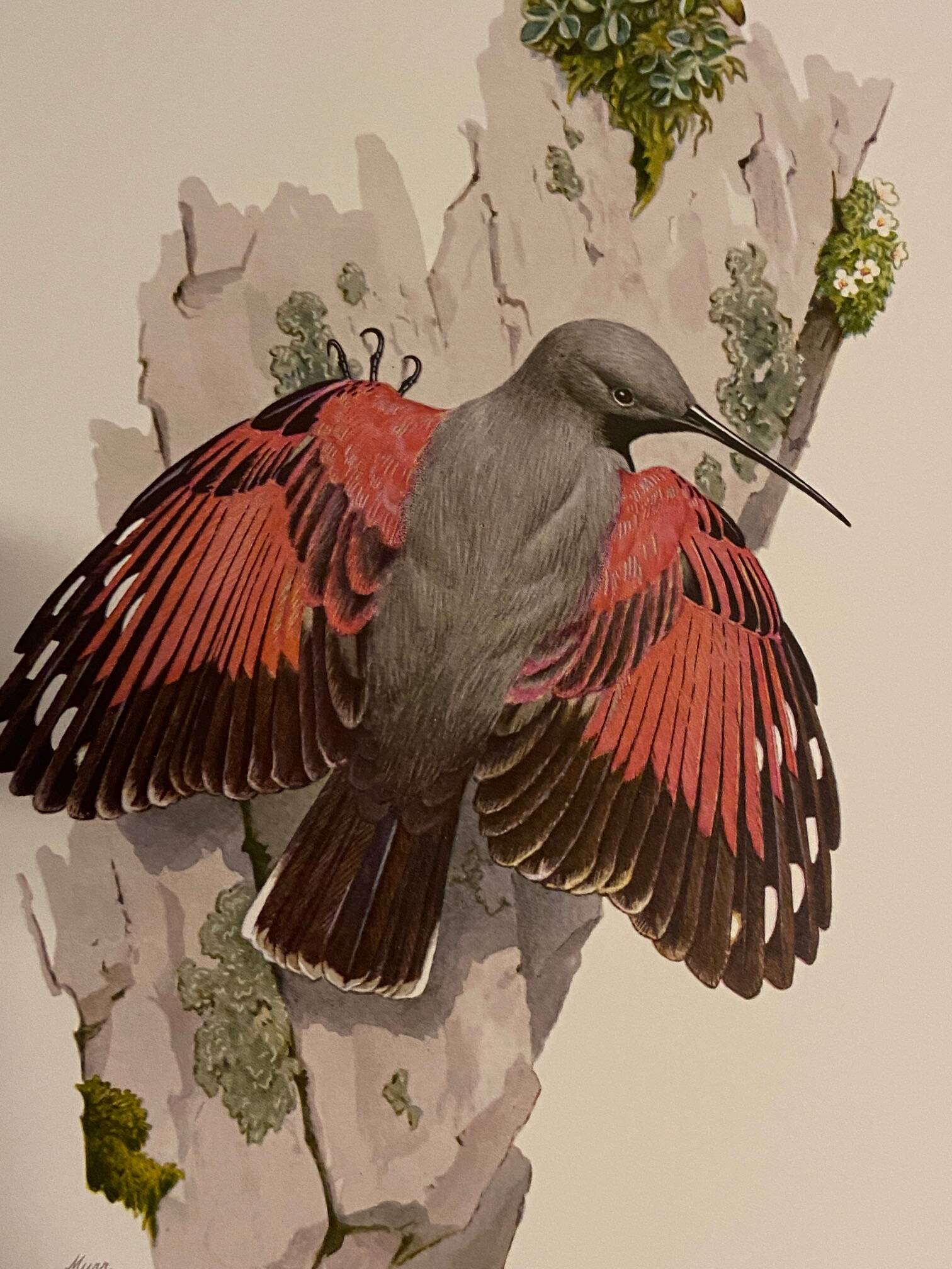 Old illustration – Wallcreeper (bird)