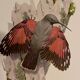 Old illustration – Wallcreeper (bird)