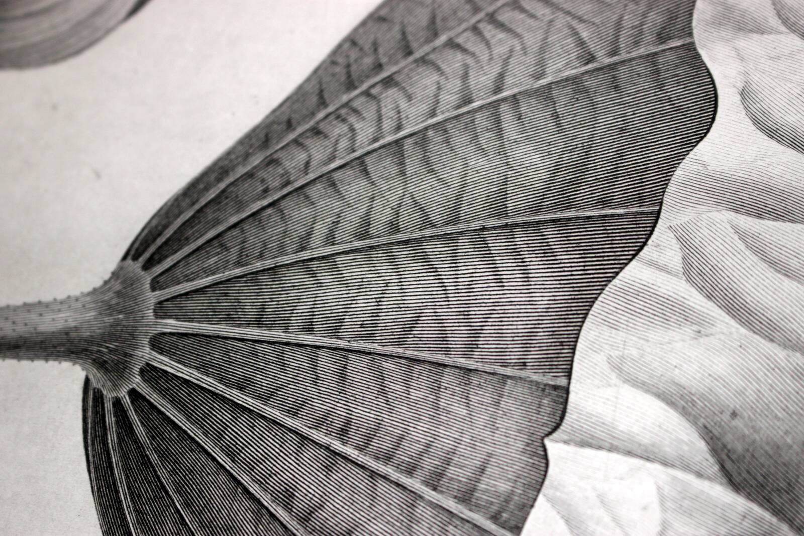 Gravure Fleur - Planche original de la "Chalcographie du Louvre" 1800 - Lotus