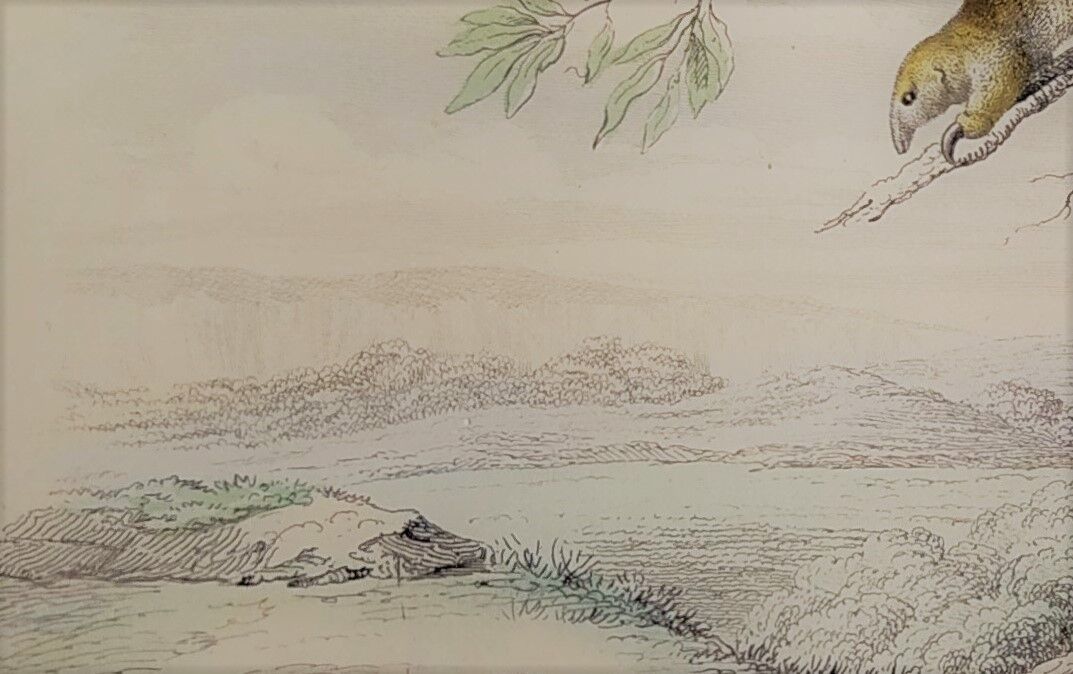 Planche zoologique originale " tatou, cachicame, fourmilier,... - buffon 1840