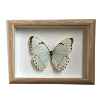 Butterfly naturalized under framework