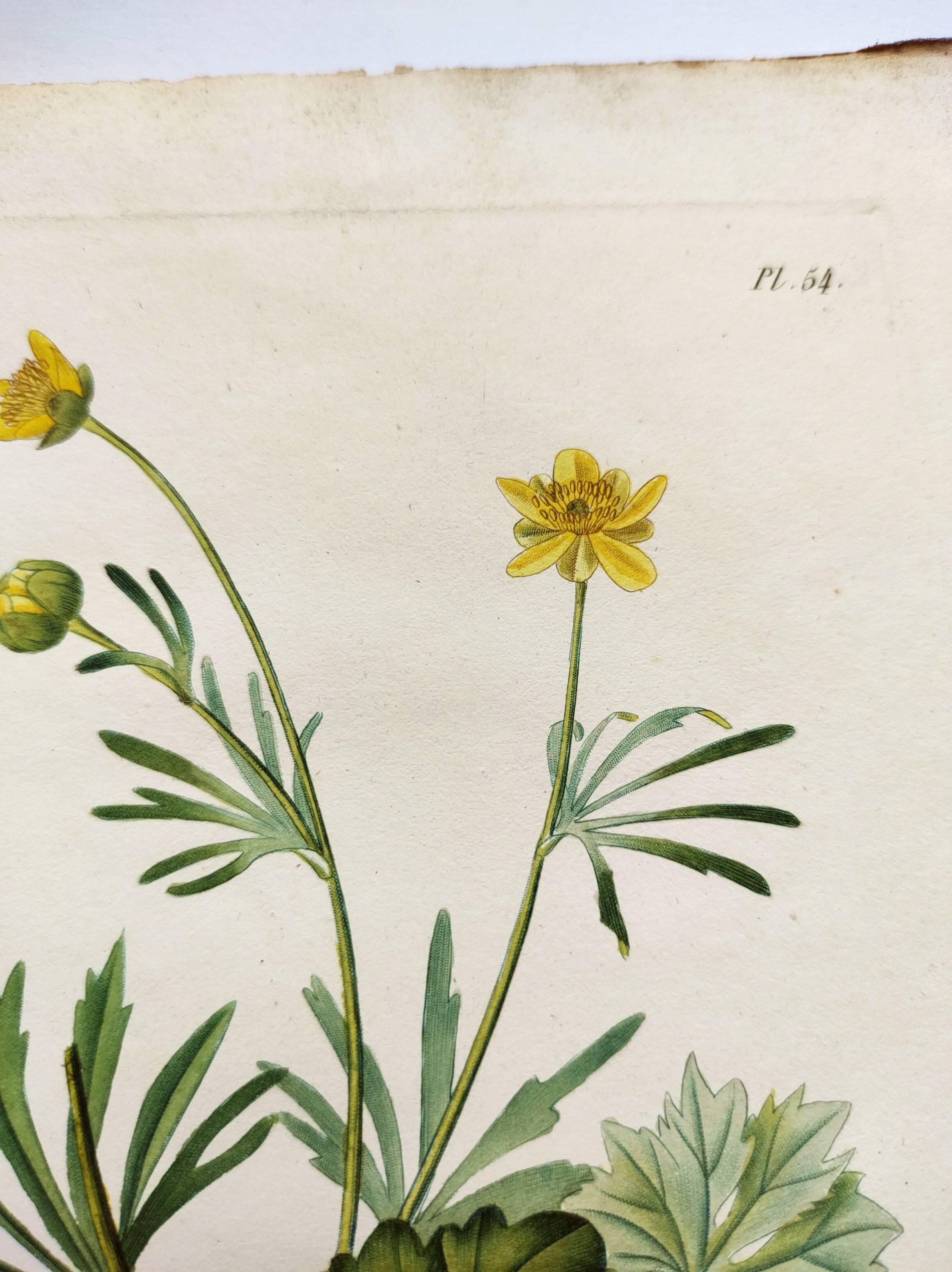Antique botanical engraving from 1829 - Golden buttercup - By Poiteau. Flower