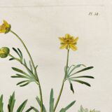 Gravure botanique ancienne de 1829 - Renoncule dorée- Par Poiteau. Fleur