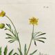 Antique botanical engraving from 1829 - Golden buttercup - By Poiteau. Flower