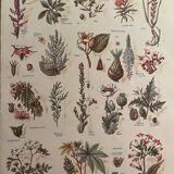Set of 2 illustrated plates on dangerous plants from 1952