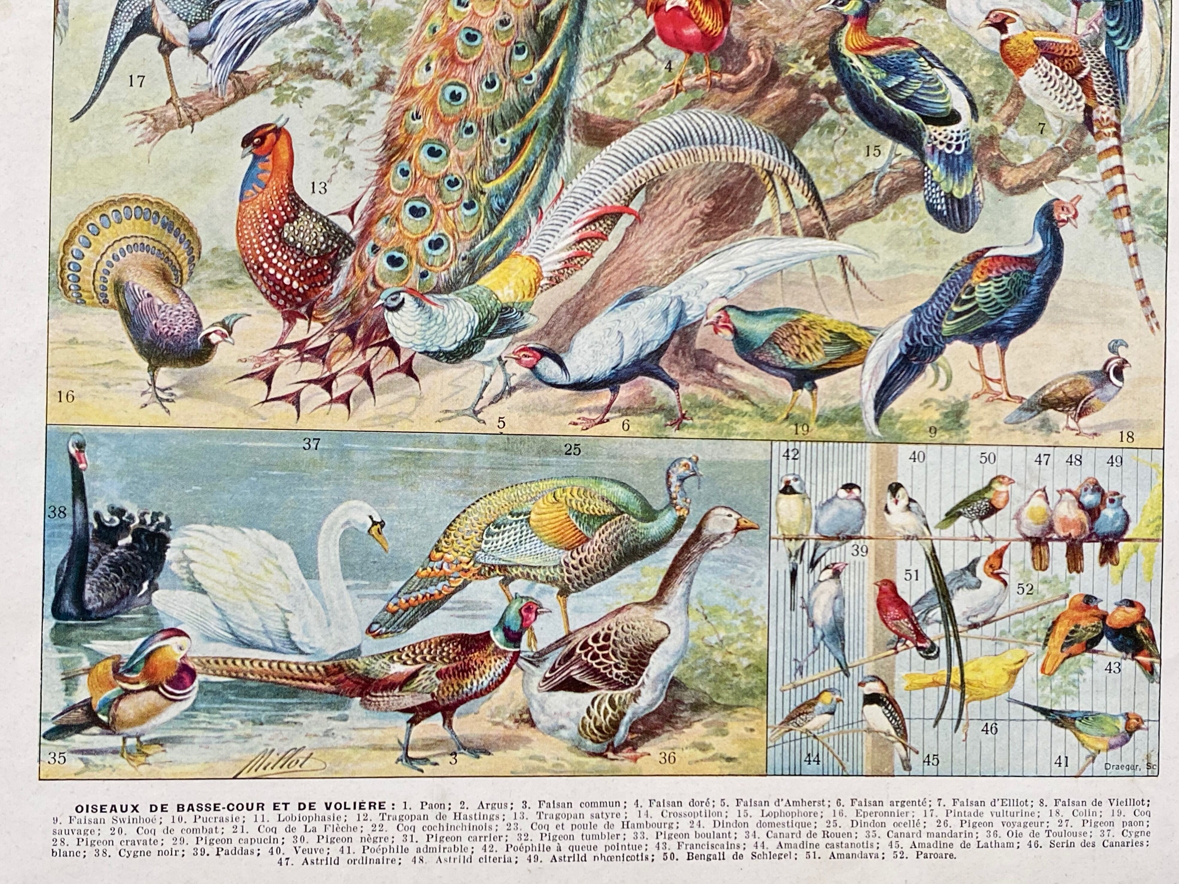 Illustration ancienne Millot "oiseaux"