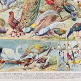 Illustration ancienne Millot "oiseaux"