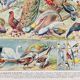 Illustration ancienne Millot "oiseaux"