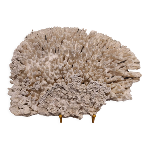Corail blanc sous socle métal