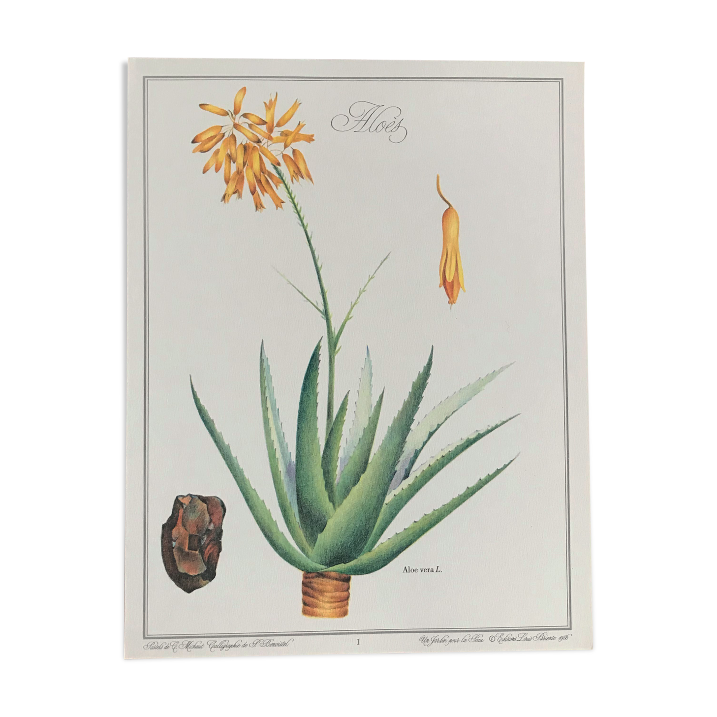 Botanical poster Aloes