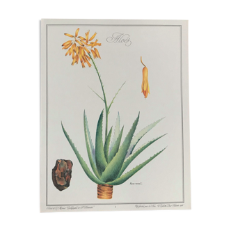 Affiche botanique l'Aloès