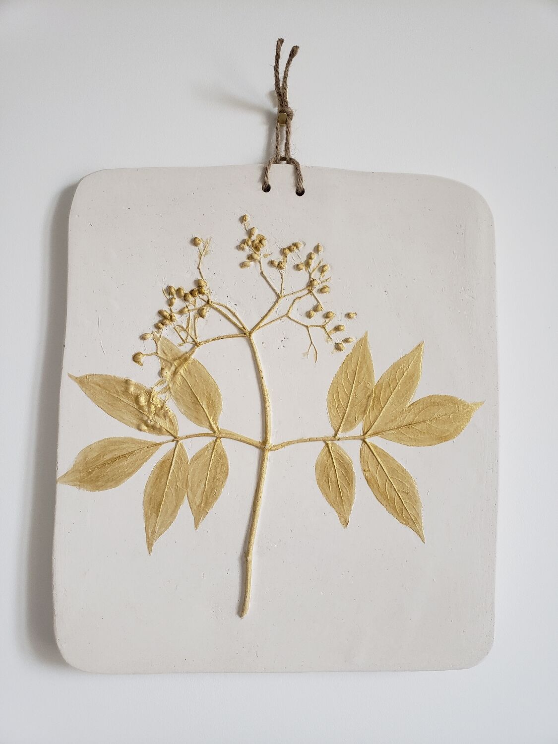 Plant table elderberry