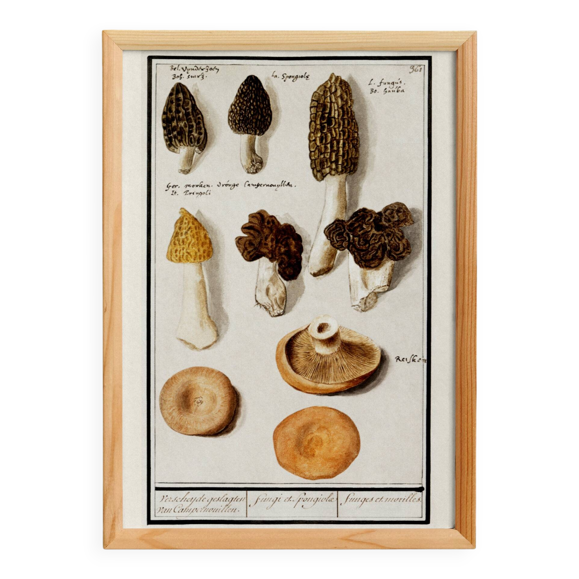 Small poster on mushrooms, based on an old engraving from 1610.