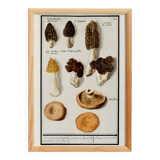 Small poster on mushrooms, based on an old engraving from 1610.