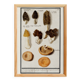 Petite affiche sur les champignons, d’après une gravure ancienne de 1610.