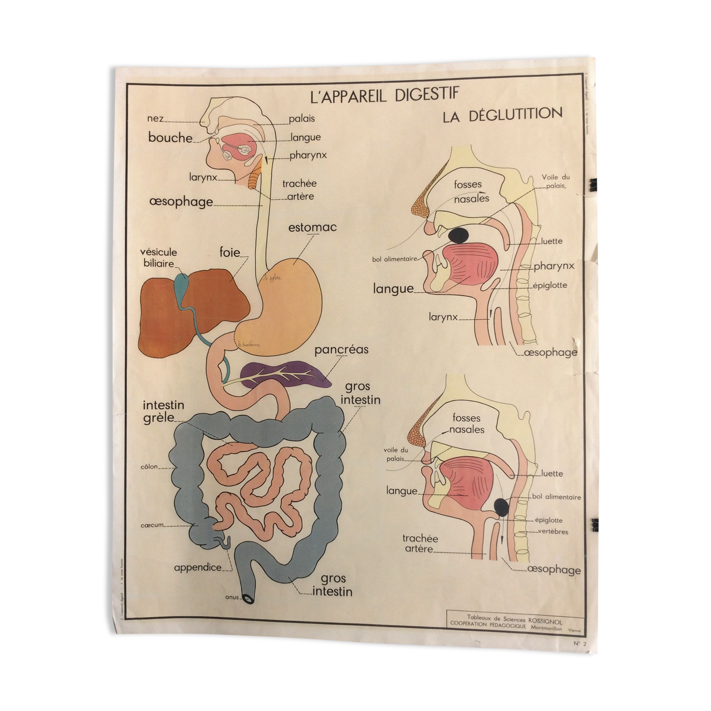 School anatomy poster (human body and digestive system)