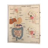 School anatomy poster (human body and digestive system)
