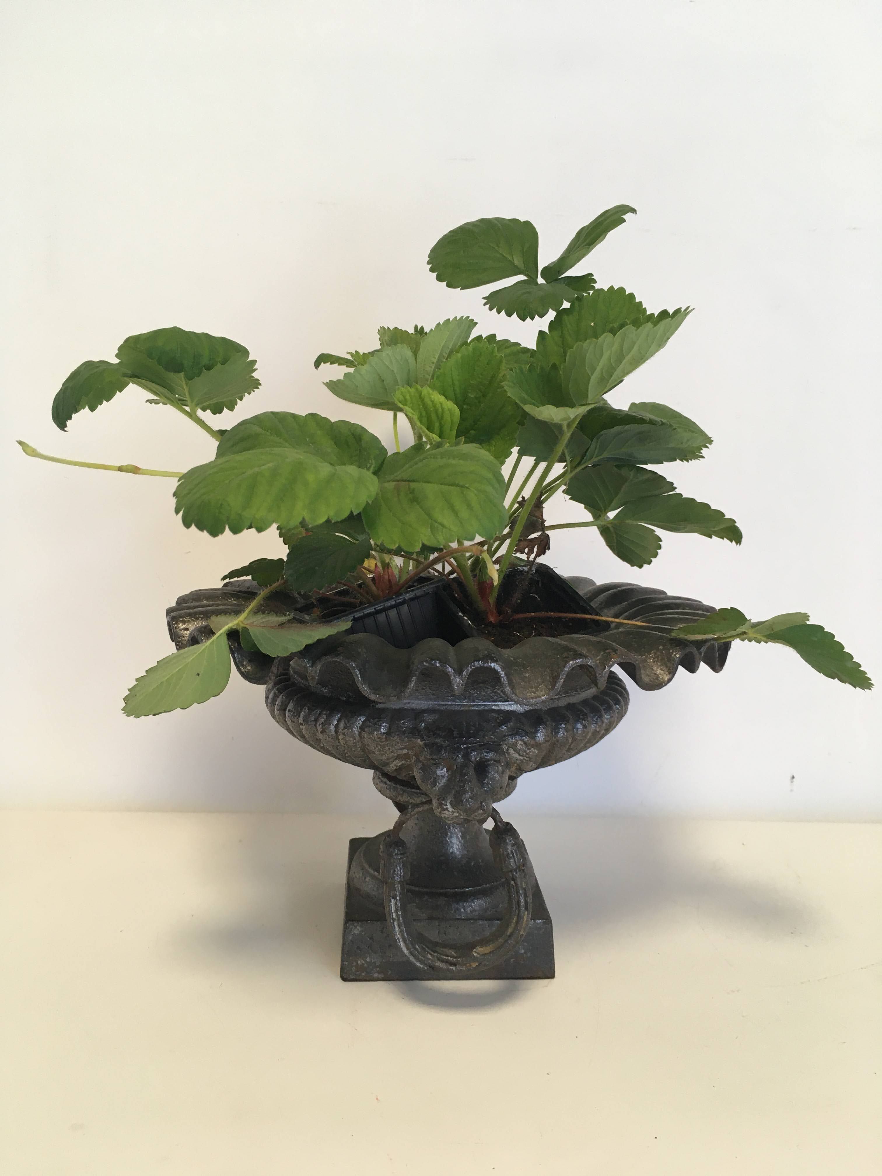 Cast-iron Medici vase