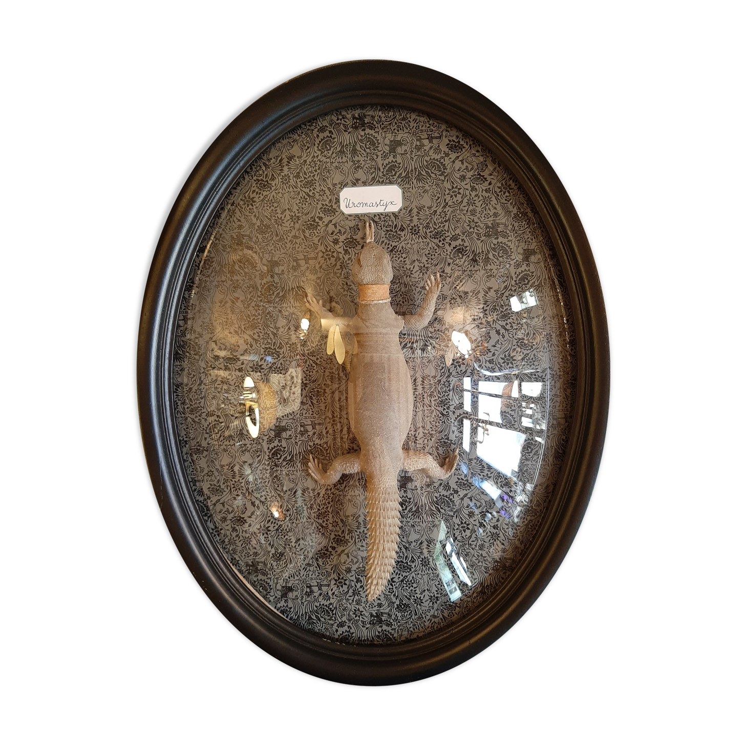 Taxidermy lizard whip-tail