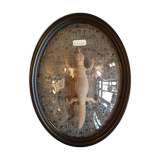 Taxidermy lizard whip-tail